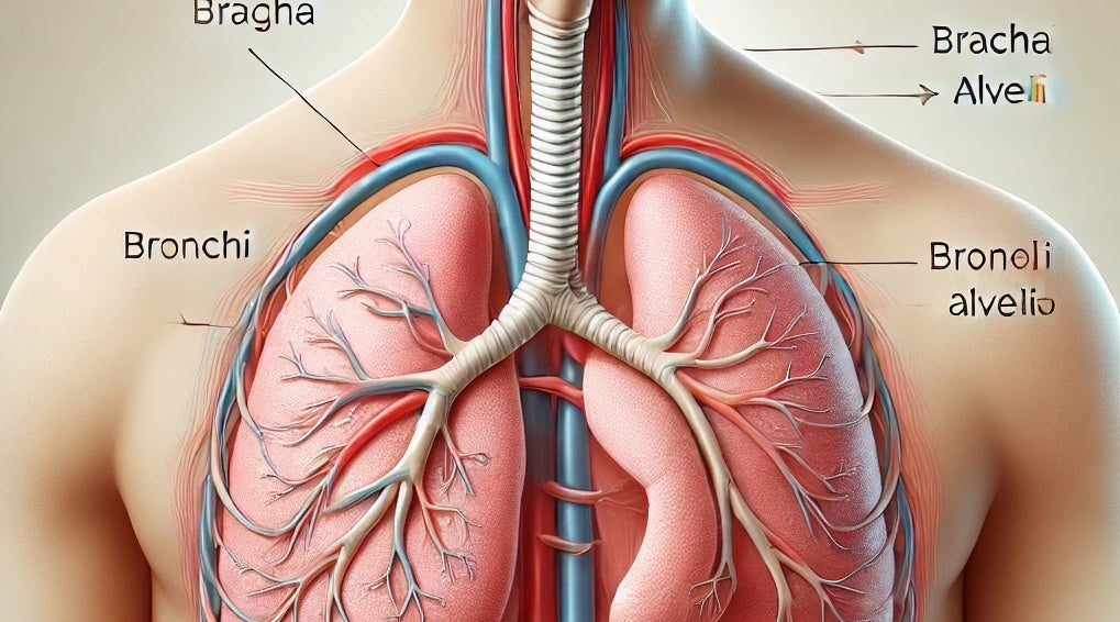 Ayurvedic herbs for lungs, bronchi, and respiratory system 